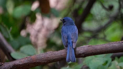 La-Cámara-Se-Aleja-Deslizándose-Hacia-La-Derecha-Mientras-Este-Borde-Se-Ve-Desde-Atrás-Mirando-Hacia-La-Izquierda,-Papamoscas-Azul-Indochino-Cyornis-Sumatrensis-Macho,-Tailandia