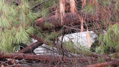 Auto-Von-Umstürzendem-Baum-Zerquetscht