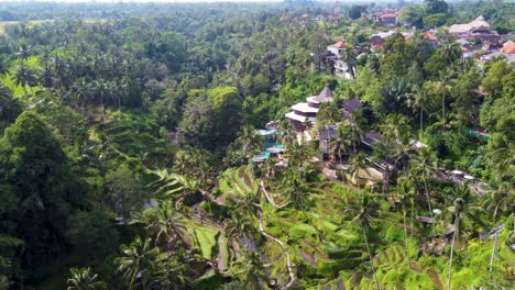 luxury cretya club atop rice terraces and lush palm jungle in ubud bali, drone view