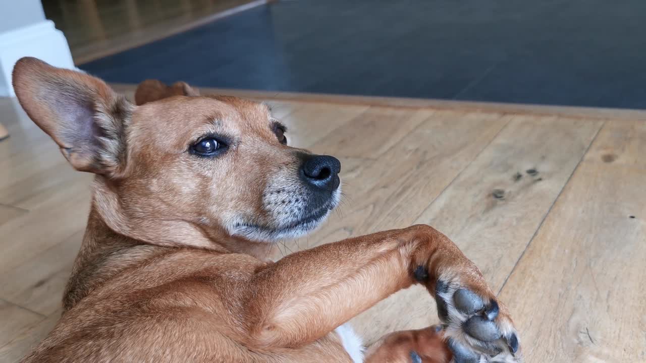 lindo perro despertando repentinamente y mirando molesto a la cámara