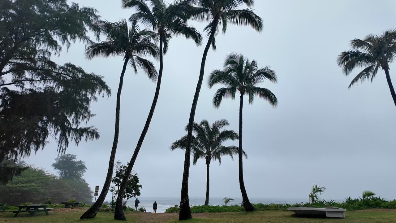 Palm trees at Haena Beach Park, Kauai US, on the North Shore of Kauai, Hawaii on a cloudy foggy day, popular snorkeling spot, Na Pali Coast