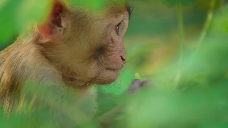 Rhesus macaque (Macaca mulatta) in slow motion is one of the best-known species of Old World monkeys. Ranthambore National Park Sawai Madhopur Rajasthan India
