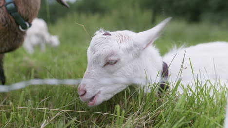 Young-goat-resting,-chewing-cud,-annoyed-by-fly