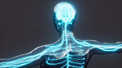 los impulsos de energía nerviosa de la médula espinal en el cerebro