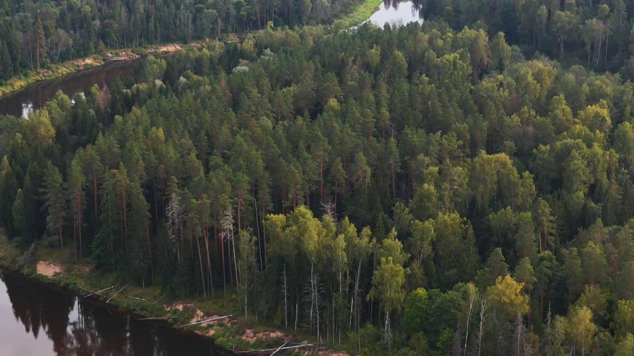 Curvy river and deep conifer forest, aerial drone view