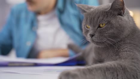 Nahaufnahme-Einer-Grauen-Katze-Und-Eines-Geschäftsmannes,-Der-Im-Hintergrund-Von-Zu-Hause-Aus-Arbeitet.