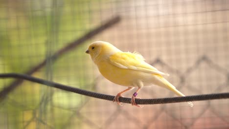 Canary-bird-inside-cage-feeding-and-perch-on-wooden-sticks-and-wires