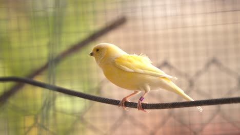 canary bird inside cage feeding and perch on wooden sticks and wires