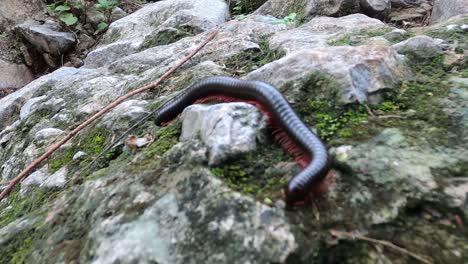 worm eating his food and putting it together and run away to hide from the storm about to approach the city