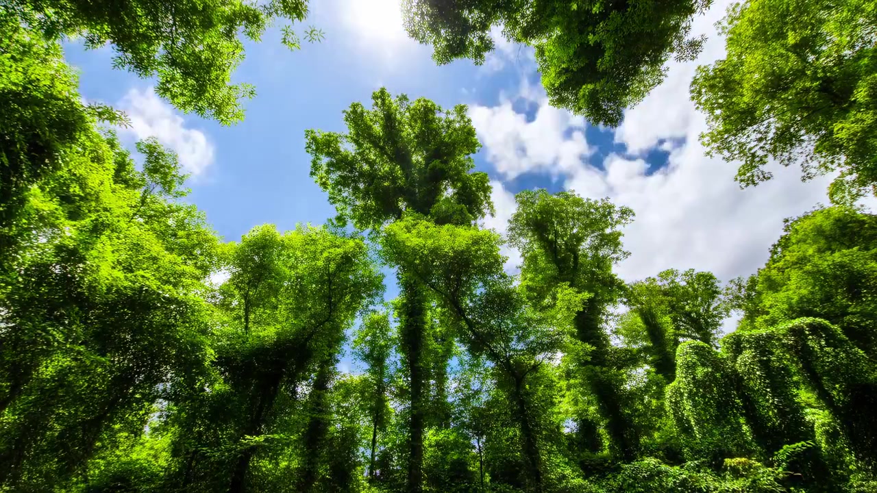 Vista dal basso attraverso la fitta chioma della foresta, dove le cime degli alberi frondosi incorniciano un cielo pallido che passa dalla copertura nuvolosa a una luce blu più brillante, creando una texture naturale calma e una profondità stratificata.