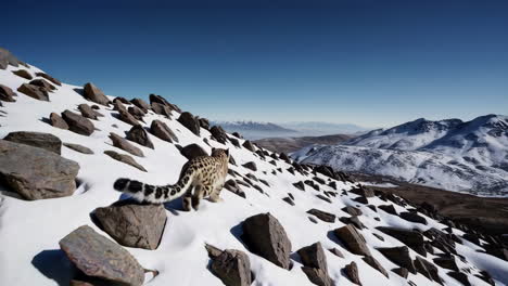 snow leopard in the mountains