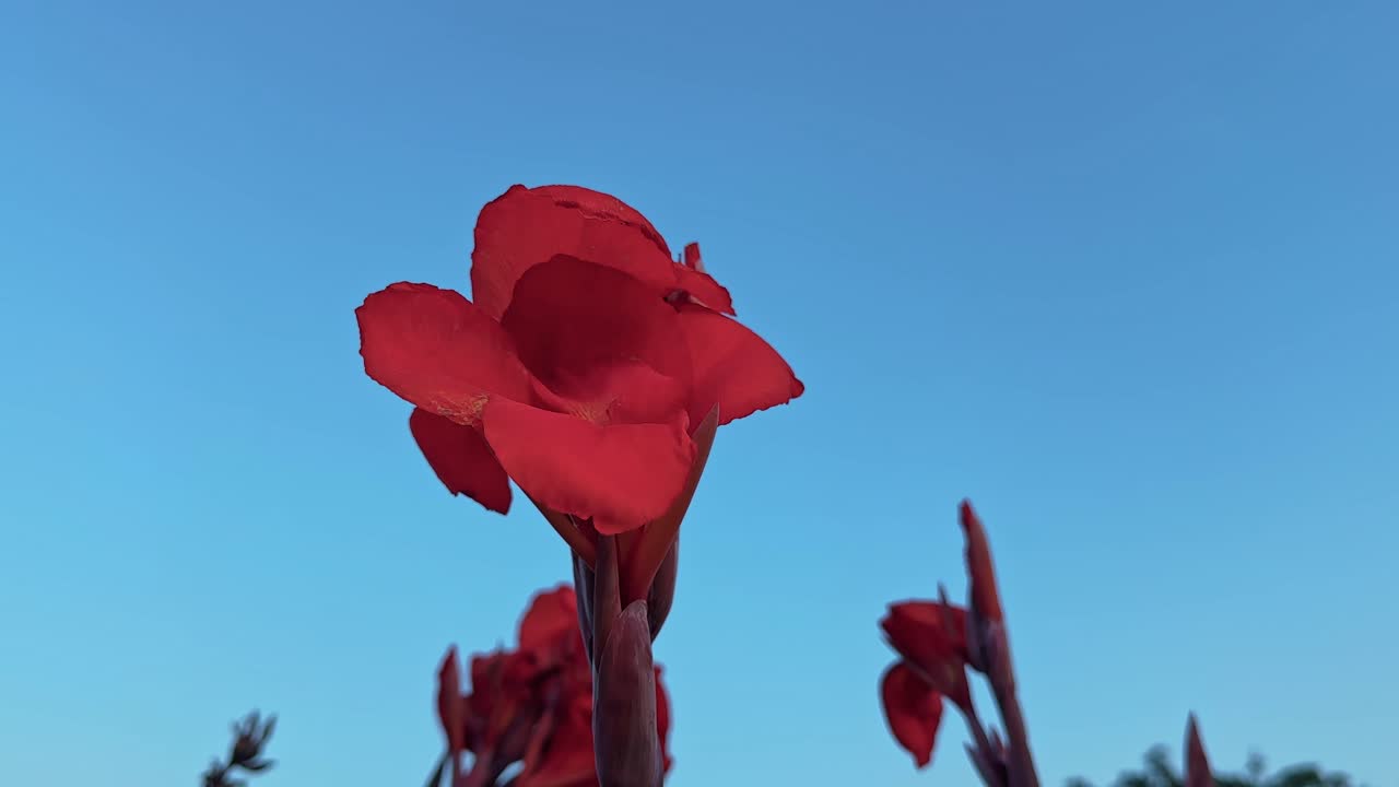 A low-angle view of a red Canna indica flower standing tall against a vivid blue sky, symbolizing natural beauty and tropical elegance. Perfect for botanical, educational, and nature-themed visuals