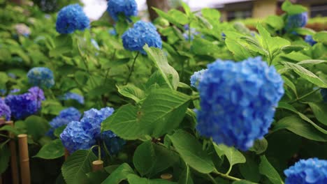 pastel hydrangea in japanese ajisai garden, early june in japan
