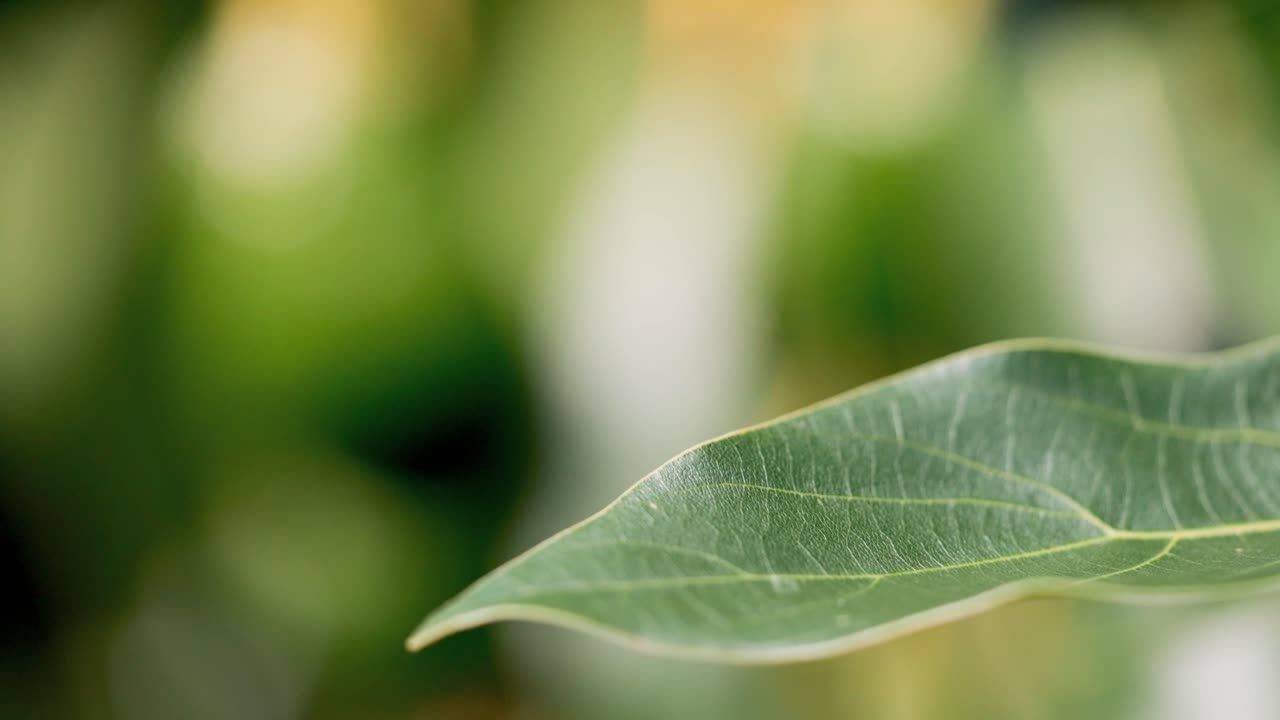 Low angle shot of bunch of organic avocados hanging from green tropical tree