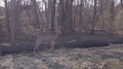 Following-shot-of-Deer-in-forest-area