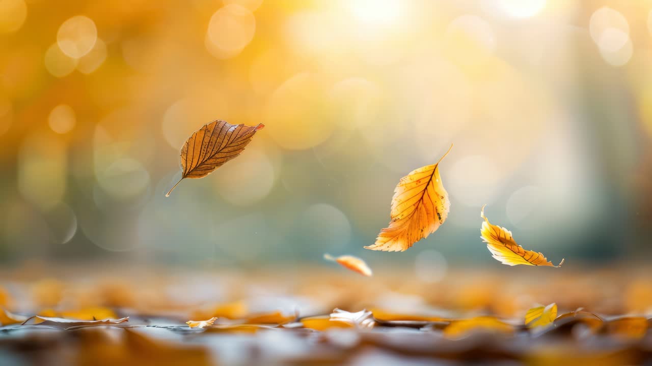 Close-up video still of autumn leaves gently floating mid-air, captured at eye level with a soft