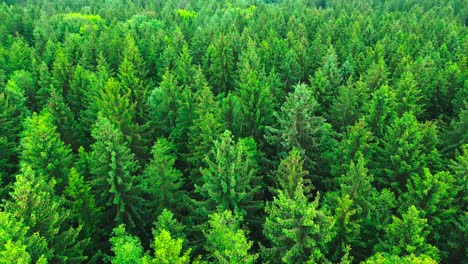 Eagle-eye-view-aerial-shot-of-lush-green-forest-4k