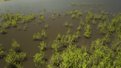 Grüne-Wasserfarne-Und-Niedrige-Brücke-über-Den-Stausee-Tkibuli-Lake,-Georgia