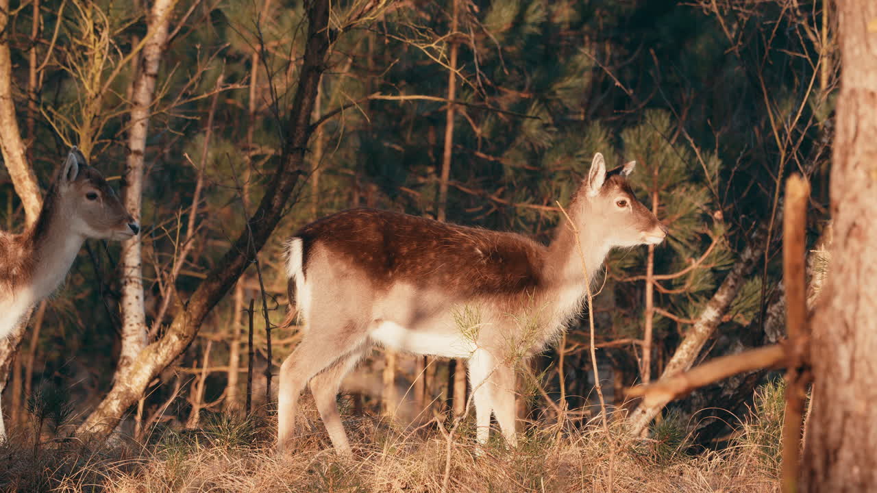 los gamos miran la cámara en el bosque en un día soleado en los países bajos.