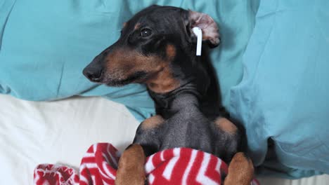 tired dachshund lies belly up covered with blanket in bed after hard day, falls asleep and listens to music using wireless headphones. dog opened eyes and became alert when heard loud sound