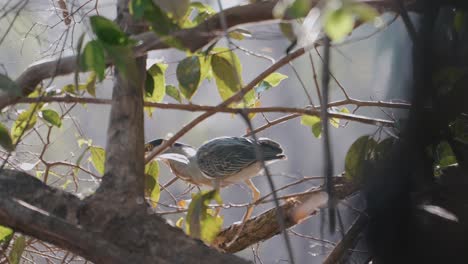 Striated-heron-taking-off-from-the-cover-of-thick-branches