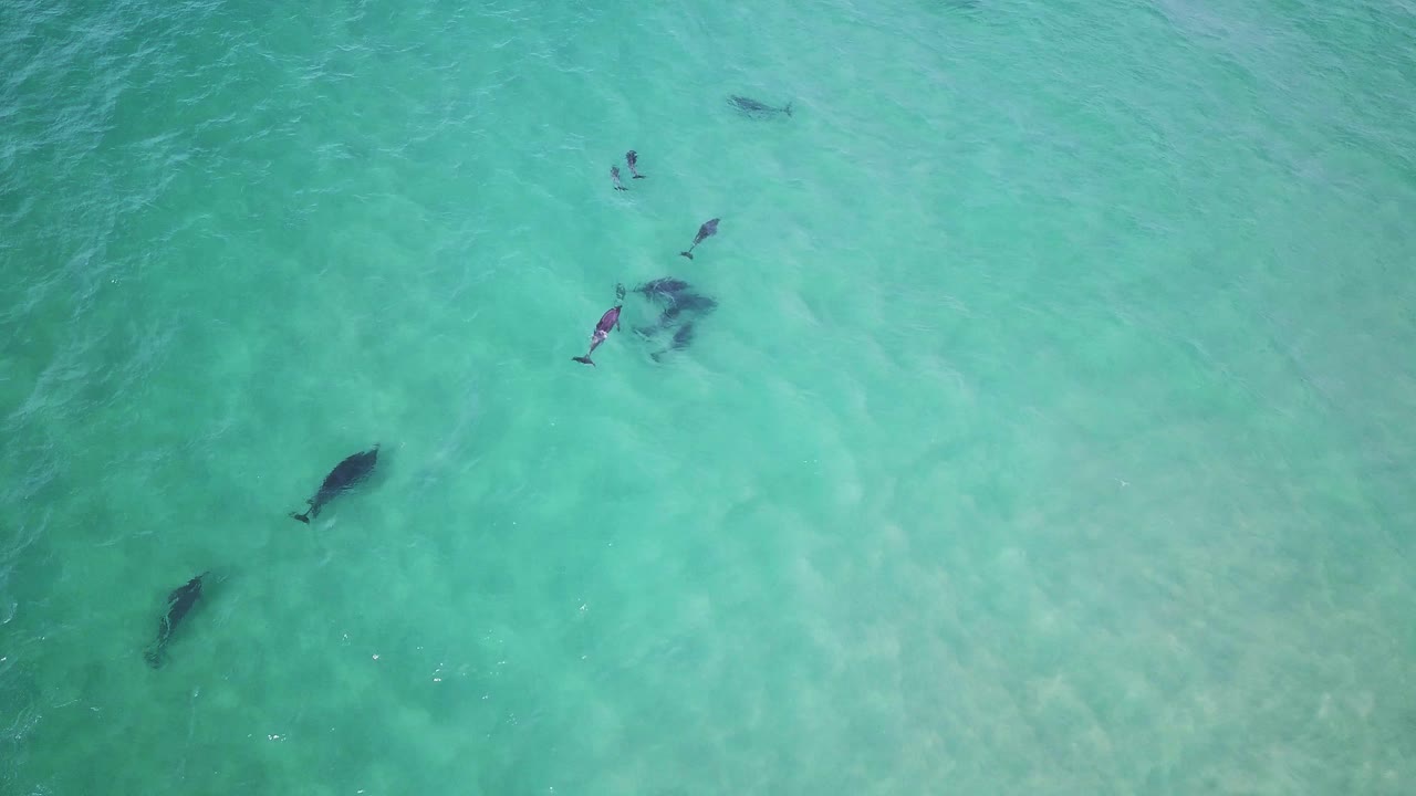 얕은 바다에서 수영하는 돌고래 무리