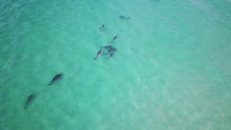grupo de delfines nadando en aguas poco profundas del océano