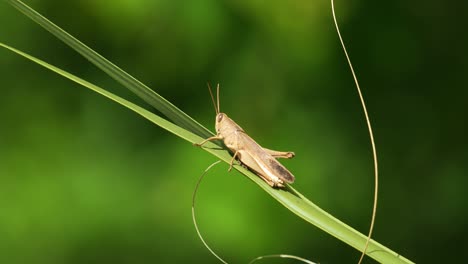 el saltamontes marrón sentado en la hoja de palmetto en el centro de florida