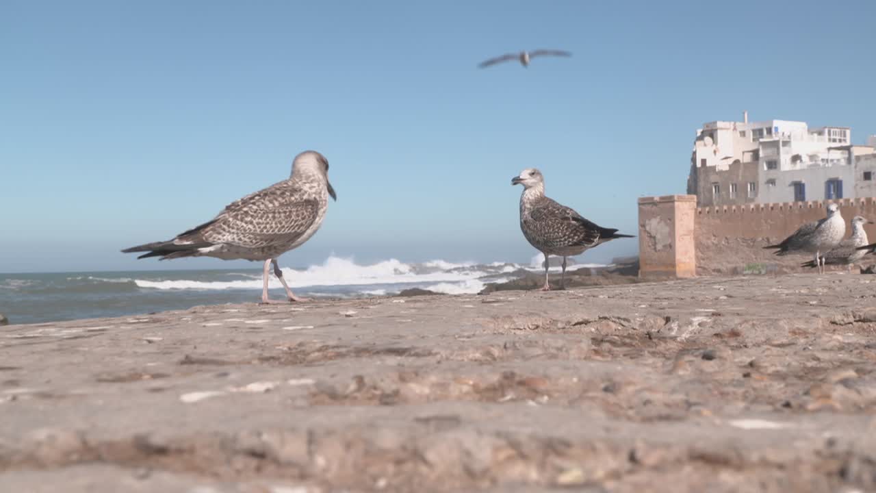 Campo lungo di un gabbiano che cammina lentamente sul terreno sabbioso vicino alla costa. Sullo sfondo, le onde dell'oceano si infrangono e gli edifici storici della medina sono visibili in Marocco.
