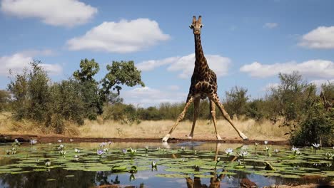 stunning wide shot of a giraffe drinking from a waterhole filmed from water level, greater kruger