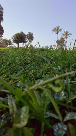 a field of grass with a few trees in the background