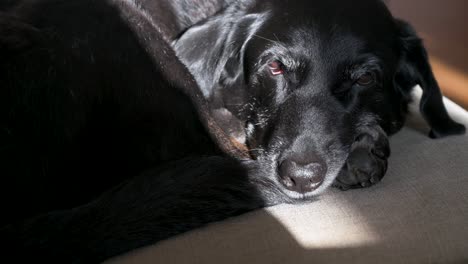 senior canine sleeps as sunlight beams onto its face