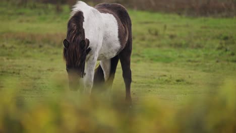 Brown-and-white-foal-grazing-on-a-lush-green-pasture