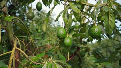 aguacate siendo cortado de un árbol en cámara lenta