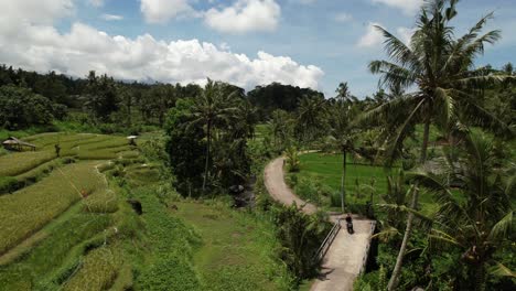 Luftdrohne-Eines-Touristen-Auf-Einem-Motorrad,-Der-An-Einem-Sonnigen-Tag-Durch-Die-Reisfelder-Und-Kokospalmen-Von-Bali-Indonesien-Fährt