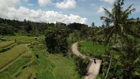 Drone-Aéreo-De-Un-Turista-En-Una-Moto-Conduciendo-A-Través-De-Los-Campos-De-Arroz-Y-Cocoteros-De-Bali-Indonesia-En-Un-Día-Soleado