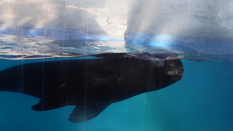 sea lion swims in his pool in a park