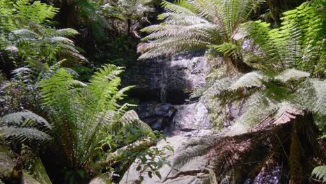 Ein-Kleiner-Waldbach-Stürzt-Einige-Felsen-Hinunter,-Umgeben-Von-Farnen-In-Victoria,-Australien