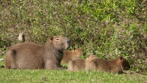 bird perched on the mother capybara with three pups. - static shot