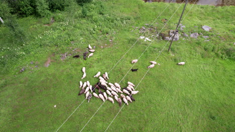 Aerial-View-of-a-Dog-Herding-Sheep,-Herding-Dog-Creating-Chaos-in-Sheep-Herd,-Sheep-Swarming-in-Different-Directions,-Finland,-Scandinavia