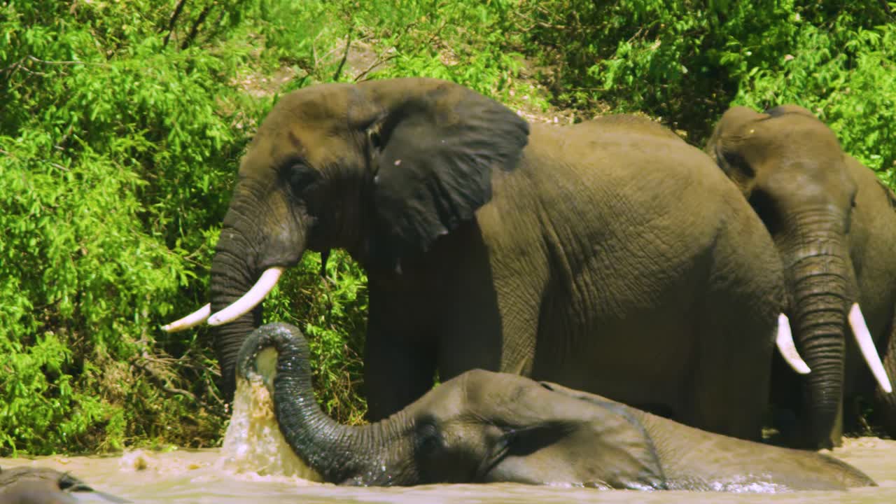animales refrescándose en el agua rociando agua y aleteando las orejas