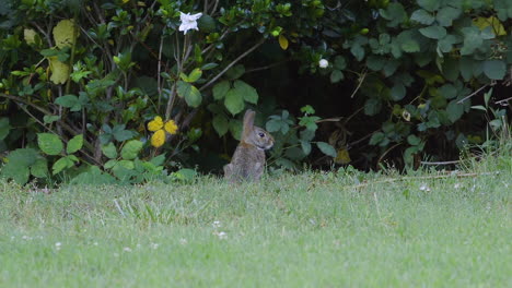 conejo de cola de algodón oriental, sentado cerca de la entrada a la madriguera del parche de briar a fines de la primavera