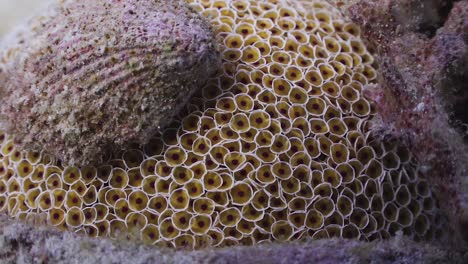 close up of flower sea urchin with shell covering it, on koh tao, thailand