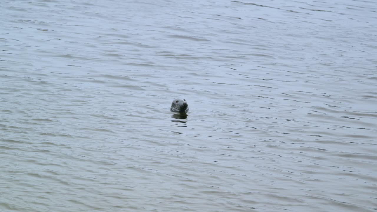 Static shot of a Grey Seal surfacing near Stornoway on the Isle of Lewis