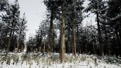 bosque nevado
