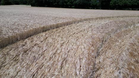 aerial view inside warminster 2023 crop circle following pressed wheat stalks pattern carved into farmland