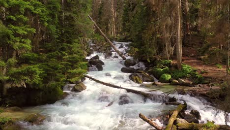 mountain river in the wood. beautiful wildlife landscape.