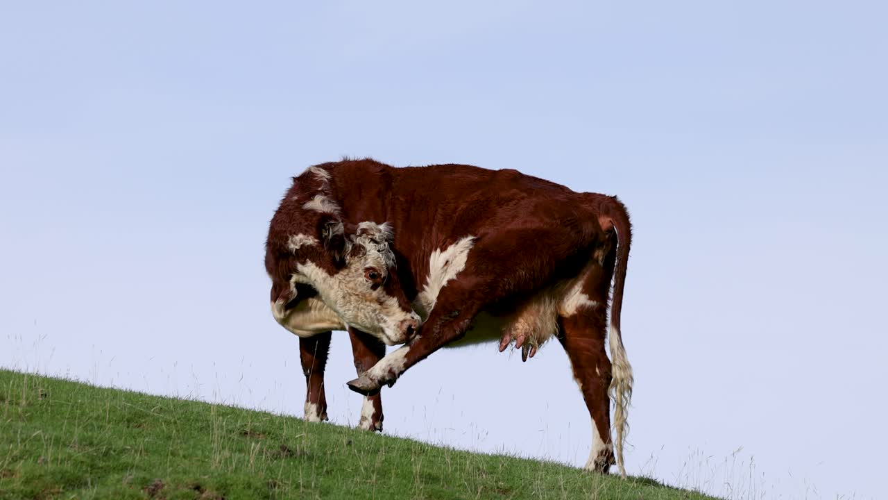 A Hereford cow grazes on a lush hillside in Kinloch, New Zealand, under clear skies with natural lighting