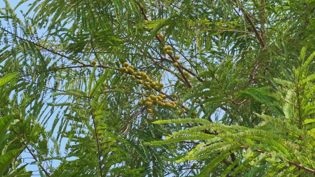 Wide upward-looking shot of Phyllanthus emblica tree with clusters of Indian gooseberries swaying gently in the wind under natural sunlight, symbolizing organic growth and tropical vitality