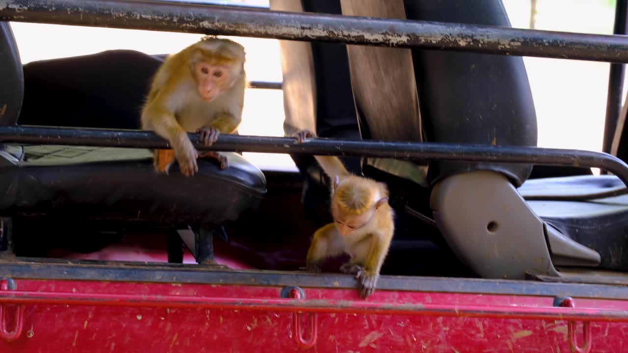 Group of Toque macaque monkeys playing in truck during safari at Wilpattu National Park Sri Lanka